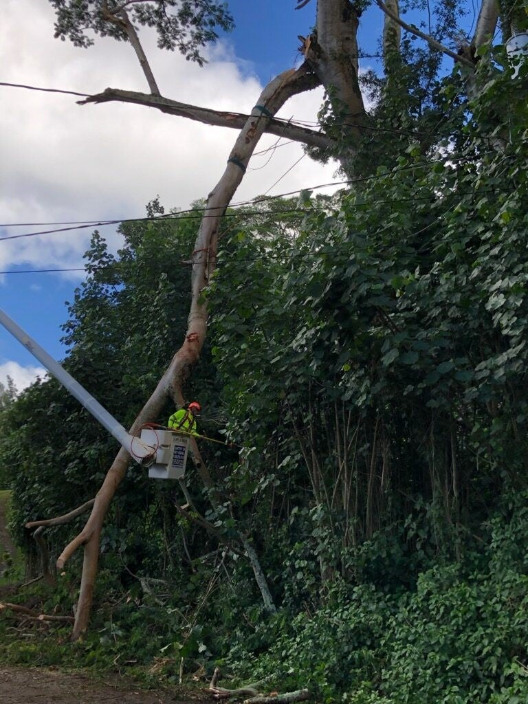 tree-down-kua-road-12.14.2021